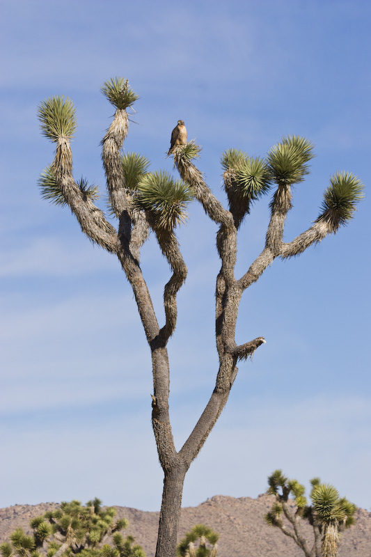 Red-Tailed Hawk In Joshua Tree